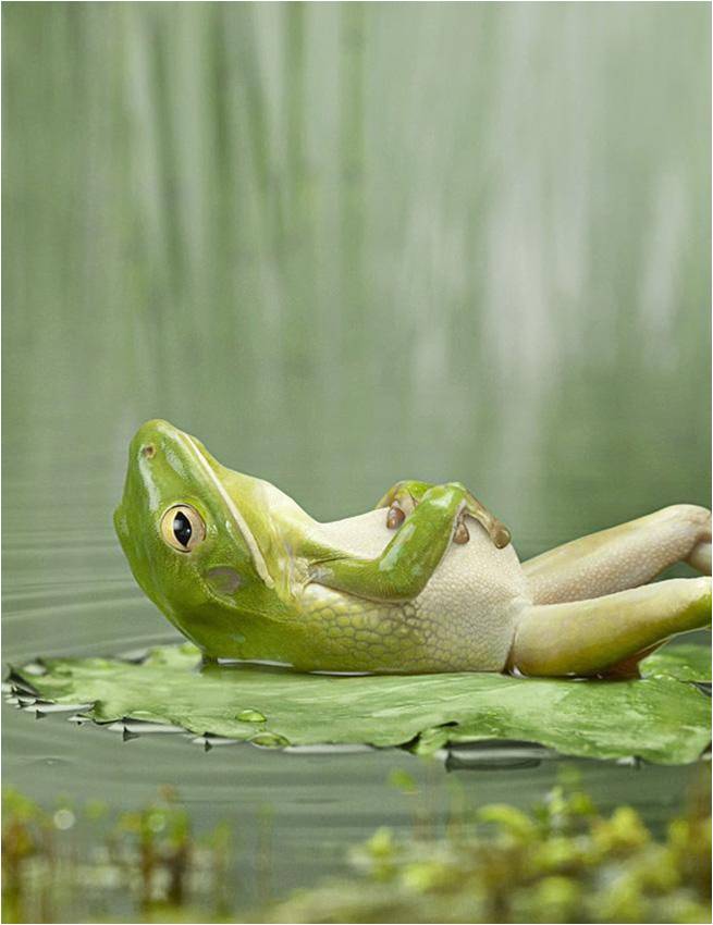 Frosch relaxed